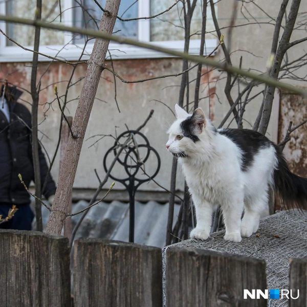 Прохожие умиляются котикам | Источник: Наталья Бурухина / NN.RU