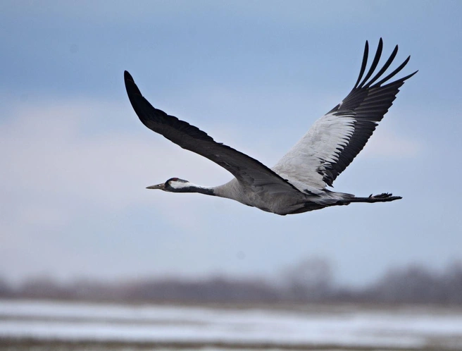 Олег Андреенков работает в Институте молекулярной и клеточной биологии СО РАН, а орнитология для него — это увлечение. Сибиряк часто фотографировал серых журавлей и знает их повадки | Источник: Олег Андреенков
