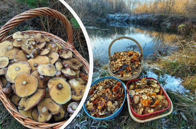 Рассказываем, где искать грибы в конце ноября в Московской области | Источник: Светлана Хохлова / Василий Потапов / Грибы в Подмосковье 2025 / VK.com