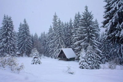 How the Fir Tree Became a Symbol of Winter Holidays