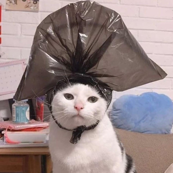 Лучшие фотожабы на кота в комичной шляпе из пакета