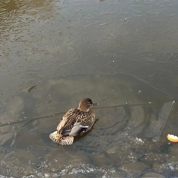 Источник: Кошкиспас / Телеграм