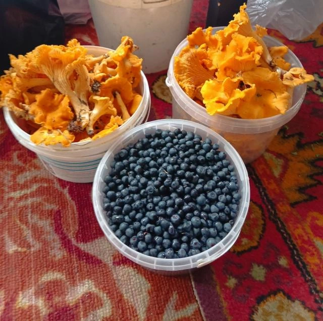 Также в Сысертском районе собирают лисички и ягоды | Источник: Юлия Панина / «Грибы и грибники Екатеринбурга и Свердловской области» / Vk.com