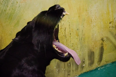 Man-Eating Panther Now Resides in Irkutsk Zoo