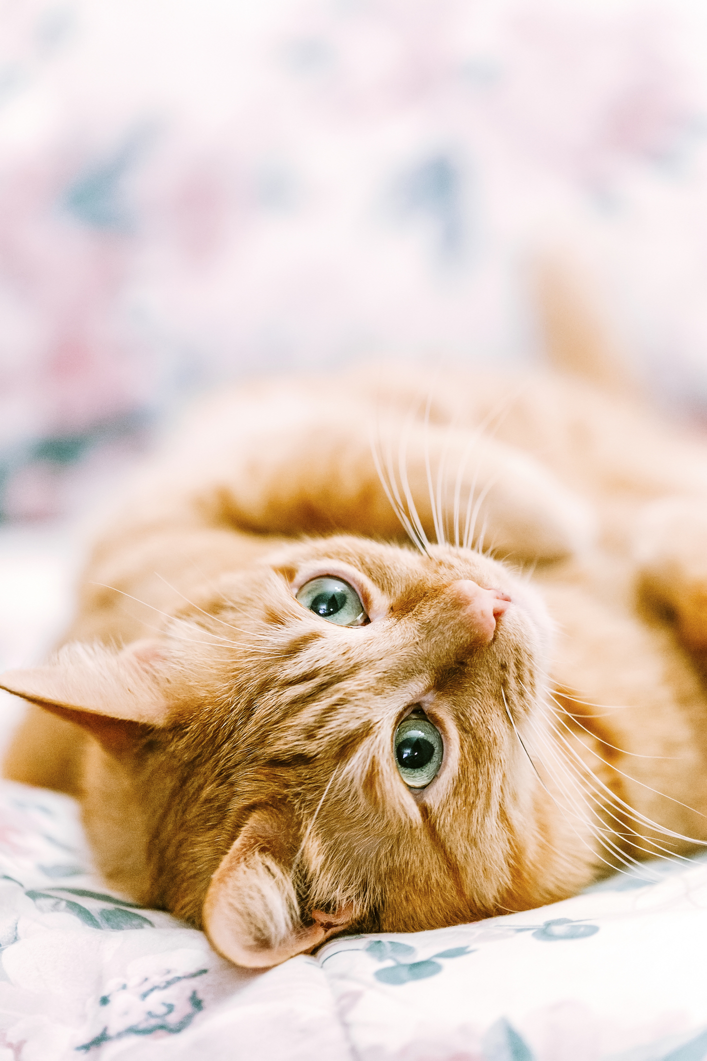 К чему снятся котята: что говорят сонники и психологи | theGirl