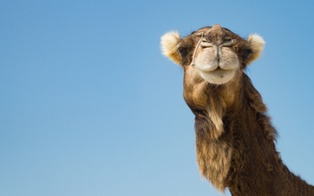 Корабли пустыни: 7 поразительных фактов о верблюдах