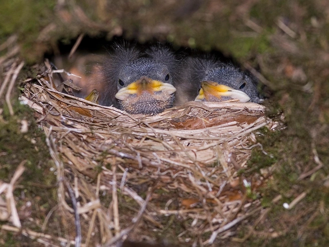 Птенцы оляпки | Источник: Shutterstock/Fotodom.ru