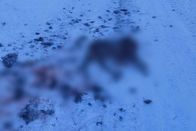 Бродячие псы загрызли косуль в Рамони