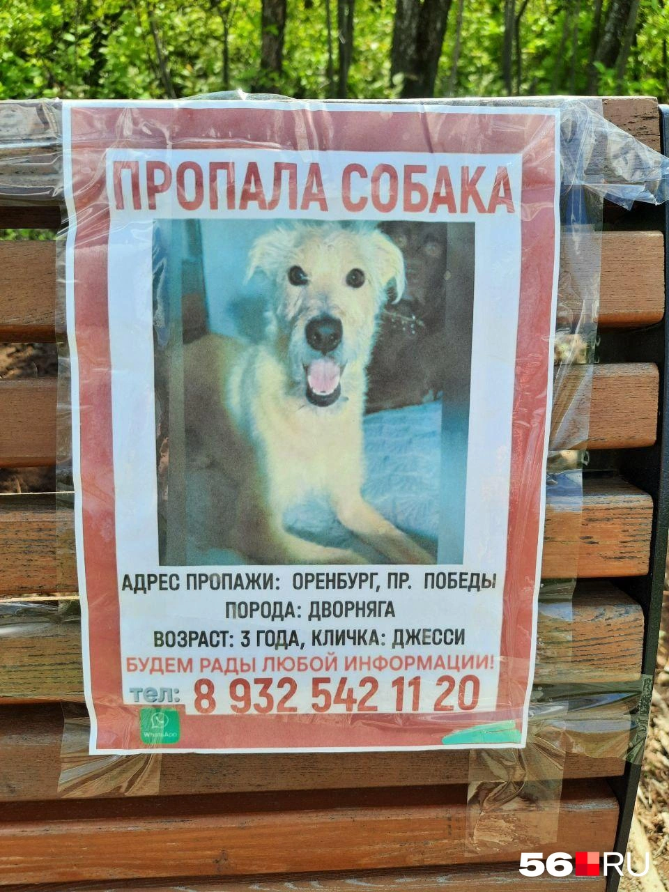 Будем надеяться, что Джесси тоже найдется | Источник: Анастасия Баринова / 56.RU
