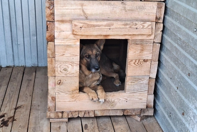 Kurgan Shelter Has Taken In Over 1,000 Dogs