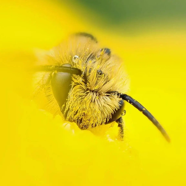 Финалист в номинации «Окружающая среда» | Источник: Ryan Dale / Royal Entomological Society 2024 Photography Competition