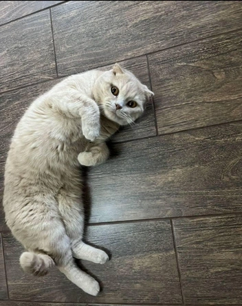 Он потом котов, которые жили у королей Англии, если верить информации из объявления | Источник: сайт бесплатных объявлений