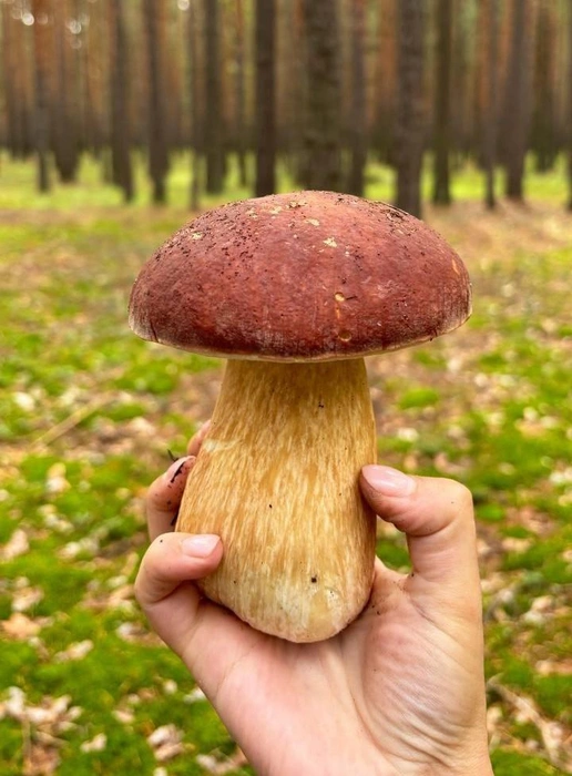 Какой красавец, будто кадр из книжки  | Источник: Мария Токмакова 