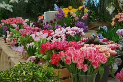 В Ботсаду открывается фестиваль «Оттепель чувств» с сиренью и тюльпанами