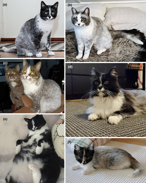 Лакричная кошка: откуда у финнов питомцы с необычным черно-белым окрасом?