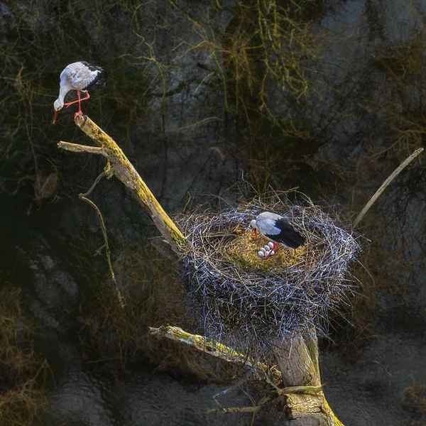 Финалист в номинации «Дикая природа» | Источник: Christophe Prudhomme / Drone Photo Awards 2025