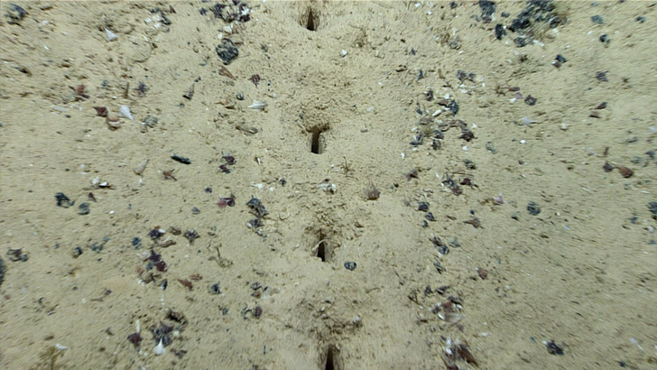 Ученые обнаружили загадочные дыры на дне океана и не могут понять, что это такое