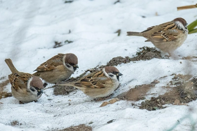 Снег и гололед ожидаются в Приморье 7 февраля