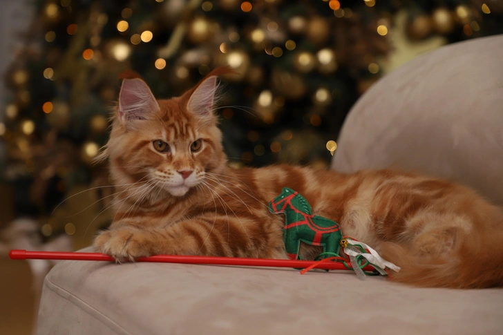 Под елку и лапу: Triol расширил новогоднюю коллекцию для собак и кошек