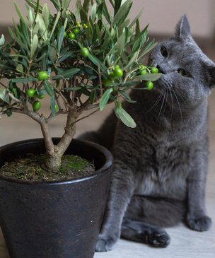 Как вырастить оливковое дерево у себя дома