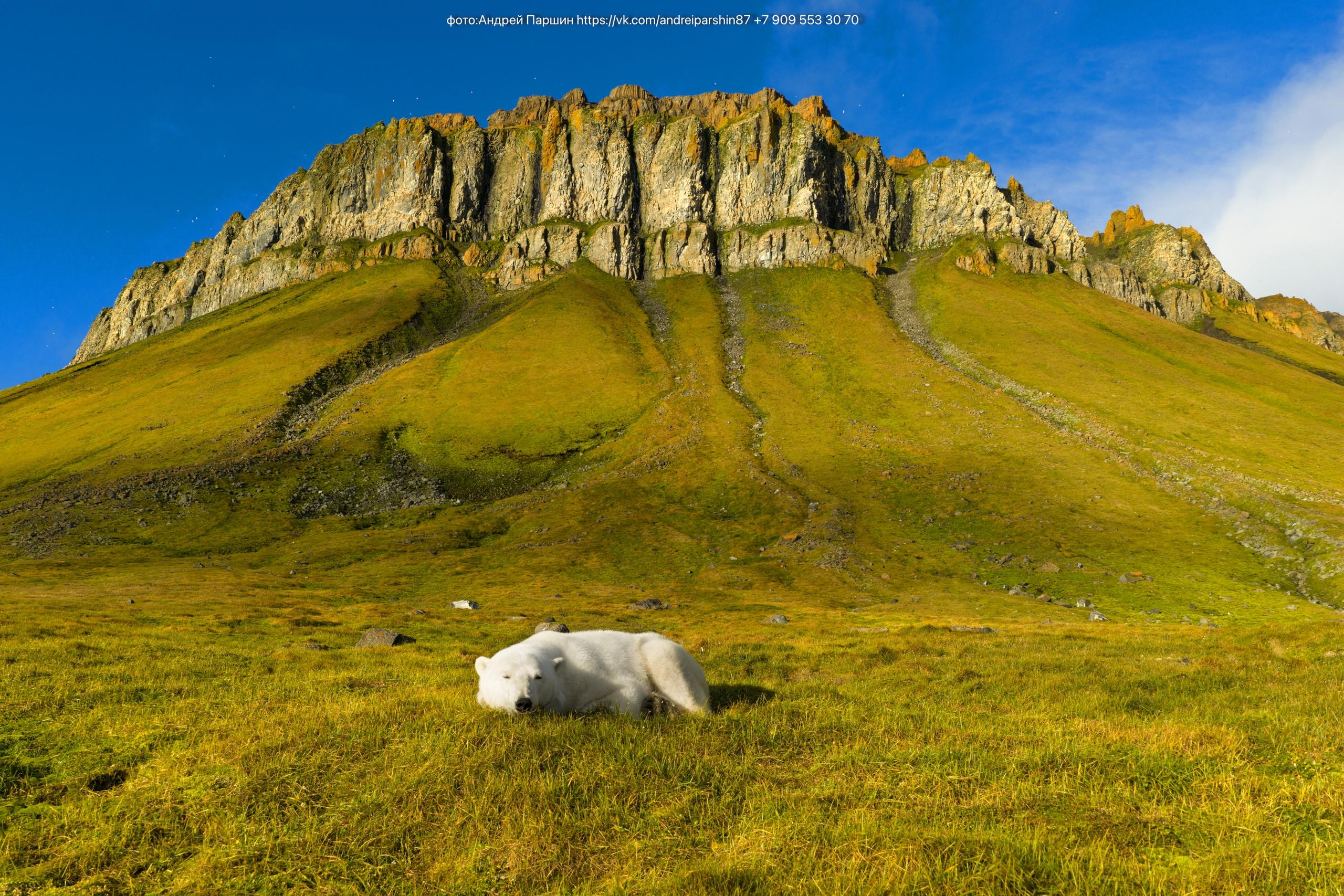 Очаровательные и опасные: фотограф из Архангельска показал вблизи белых медведей