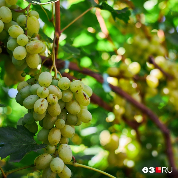 Источник: Роман Данилкин / 63.RU