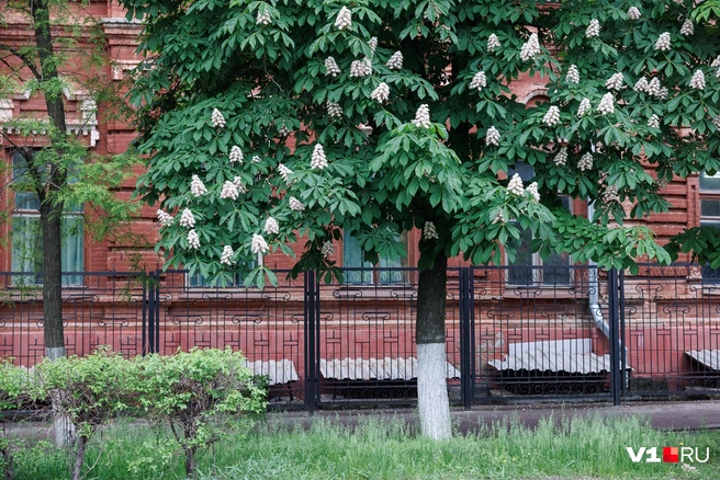 Источник: Алексей Волхонский / V1.RU
