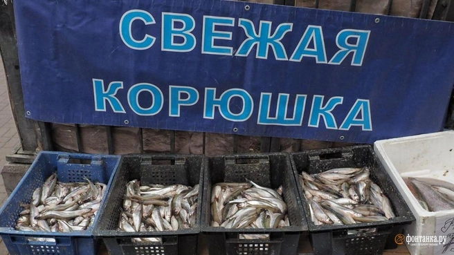 Купить корюшку от рыбаков в Петербурге можно на региональных ярмарках. Сохраняйте карту | Источник: Михаил Огнев / «Фонтанка.ру»