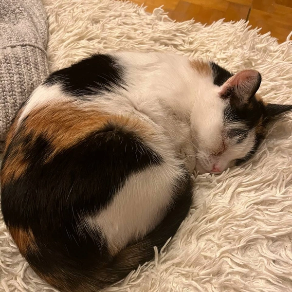 Посмотрите на это милое создание | Источник: Приют «Счастливый хвост»