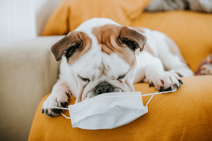 Ученые обнаружили, что собаки могут определять, болеет ли человек коронавирусом