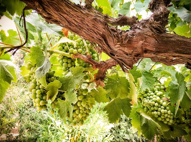 Зеленое вино: что такое Vinho Verde и почему оно такое редкое (у нас)