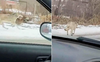 Видео: бежавший по улице волк встревожил жителей пригорода Челябинска