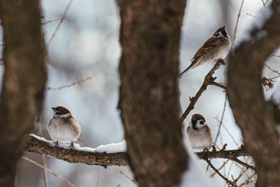 В Воронеже стартует перепись воробьев