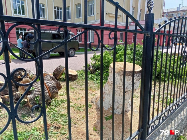 В немилость попали и ветхие, и визуально вполне хорошие деревья | Источник: читатель 72.RU