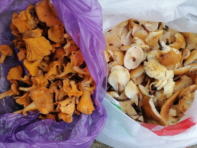 Лисички из Наро-Фоминского округа | Источник: Александр Пудченков / Грибы в Подмосковье 2025 / VK.com