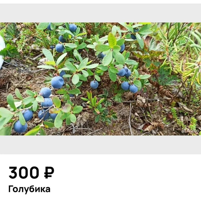В лесах созрела голубика | Источник: Avito.ru