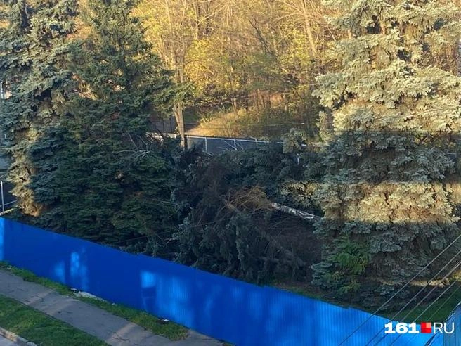 Вырубившая ели на Шолохова предпринимательница проиграла суд и ростовскому юристу | Источник: Ирина Якымив