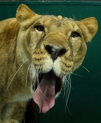 В такую шикарную львицу выросла Сараби | Источник: «Иркутский зоопарк» / Telegram