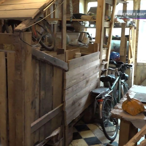 Свинарник соорудили на кухне | Источник: ntv.ru