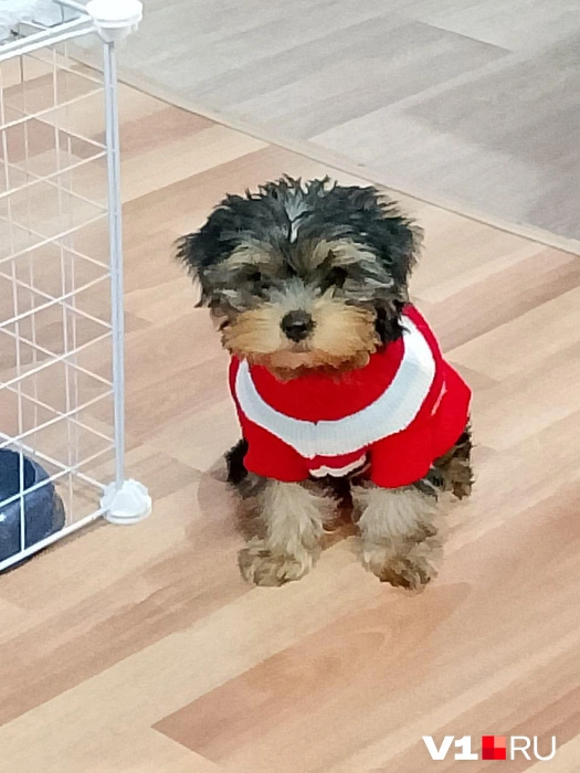 Как будто персонаж из мультфильма | Источник: читатели V1.RU