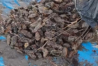 Четверых судят за добычу трепанга в лагуне Буссе на 9 млн