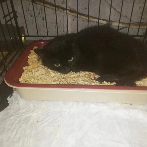 Источник: «Котоспас Чусовой» / Vk.com