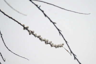 Прогноз погоды в Мурманской области на четверг