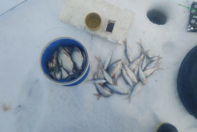 Алтайские рыбаки делятся февральскими уловами