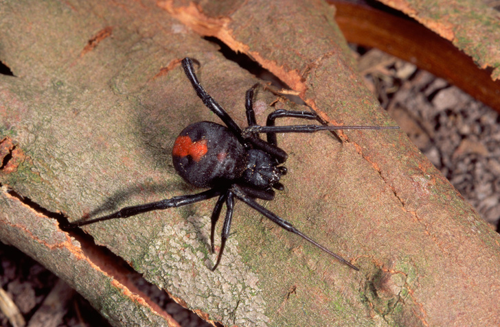 К ним не подходи: 10 самых опасных пауков в мире