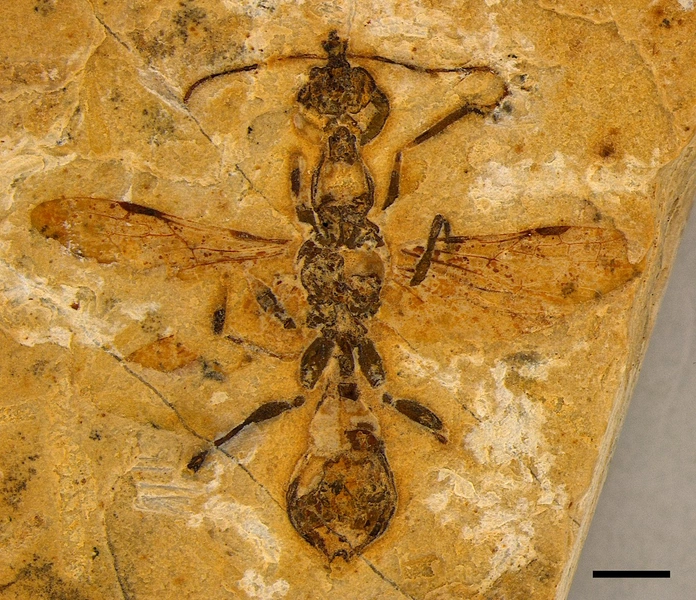 Отпечаток самого древнего адского муравья Vulcanidris cratensis | Источник: Current Biology