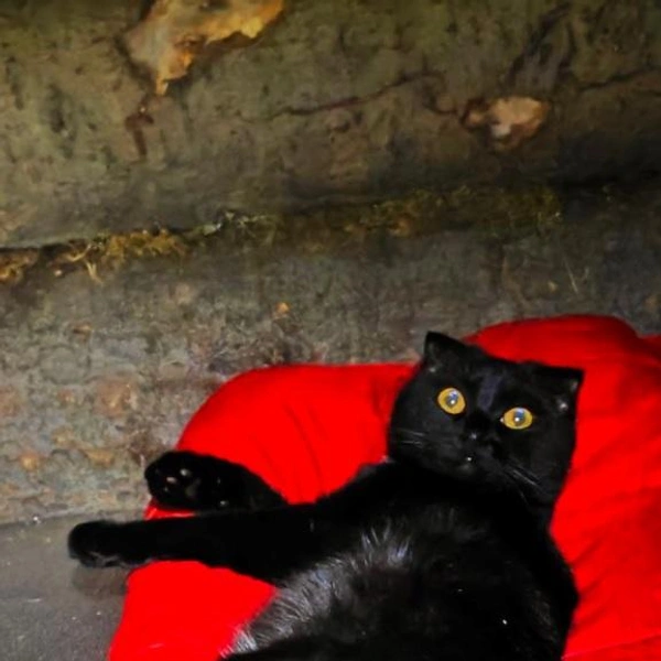 Миледи отдыхает на спальнике | Источник: Анатолий Ероховец / telegram 