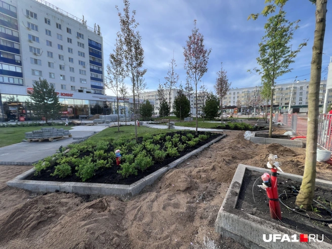 Тут, видимо, сделают автополив | Источник: Андрей Бирюков / UFA1.RU