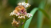 Самые смешные хомяки за всю историю конкурсов Comedy Pet Photo Awards и Comedy Wildlife Photography Awards