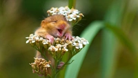 Самые смешные хомяки за всю историю конкурсов Comedy Pet Photo Awards и Comedy Wildlife Photography Awards